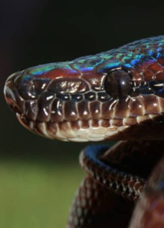 CEVAP - Centro de Estudos de Venenos e Animais Peçonhentos da UNESP