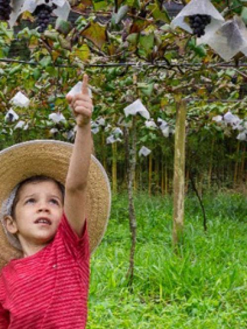 Recanto das Cerejeiras