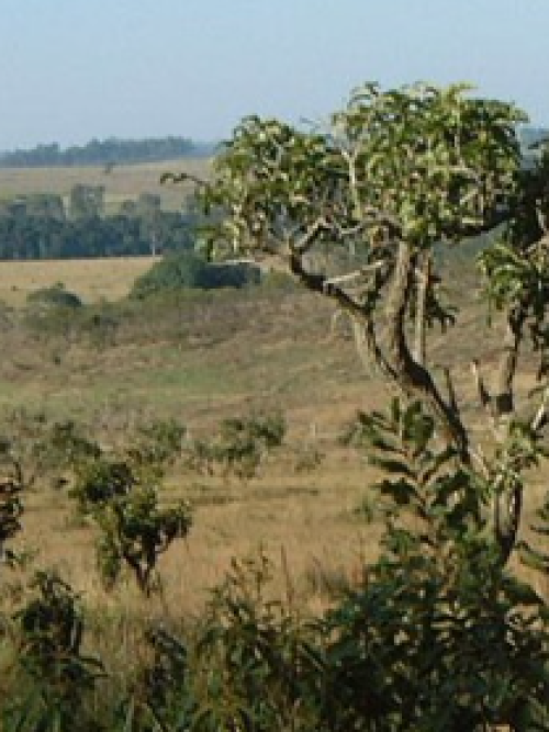 Floresta Estadual de Botucatu - FEB