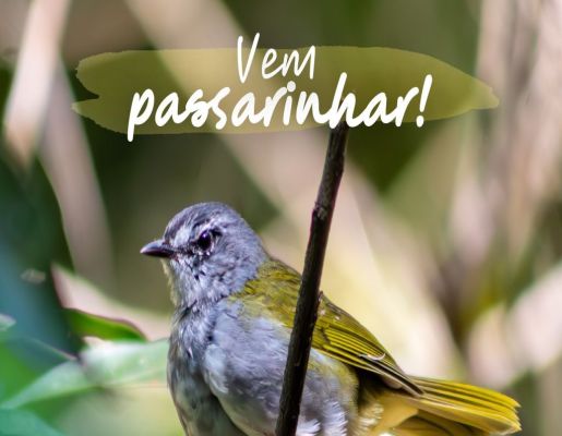 Junho na Cuesta: Vem Passarinhar com a gente em Botucatu
