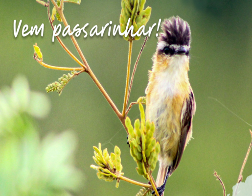 Turismo está com inscrições abertas para o Programa Vem Passarinhar