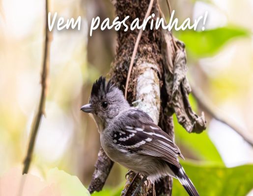 Vem Passarinhar Fevereiro - Inscrições