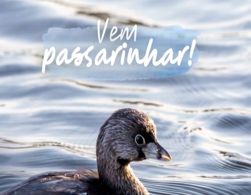 Passarinhada de setembro na Demétria será no domingo, 21