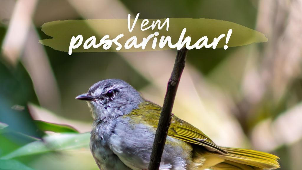 Junho na Cuesta: Vem Passarinhar com a gente em Botucatu