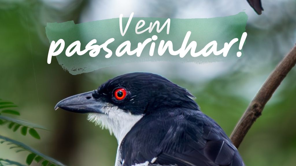 Julho na Fazenda Santa Cândida: Vem Passarinhar com a gente em Botucatu