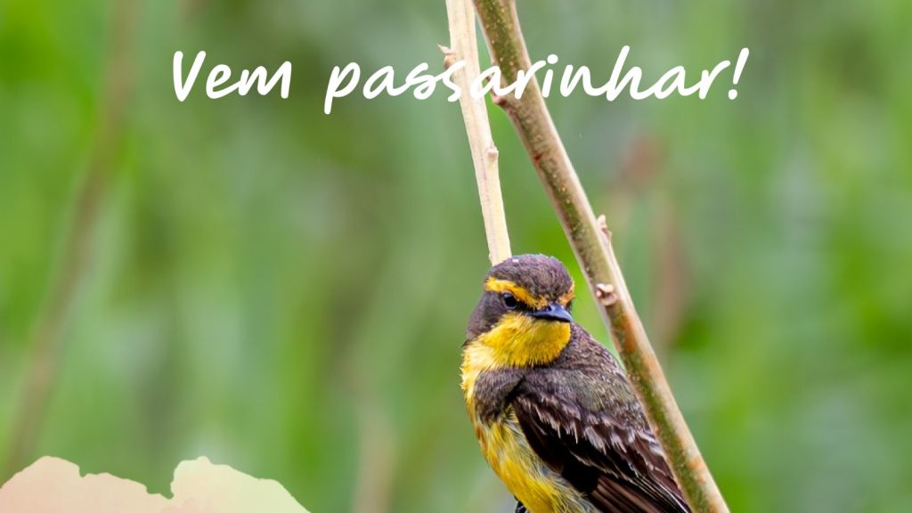 Vem Passarinhar - Inscrições