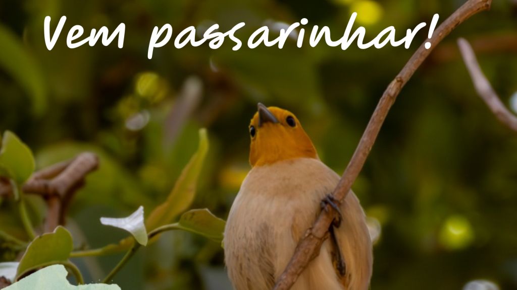 Participe da última edição do 